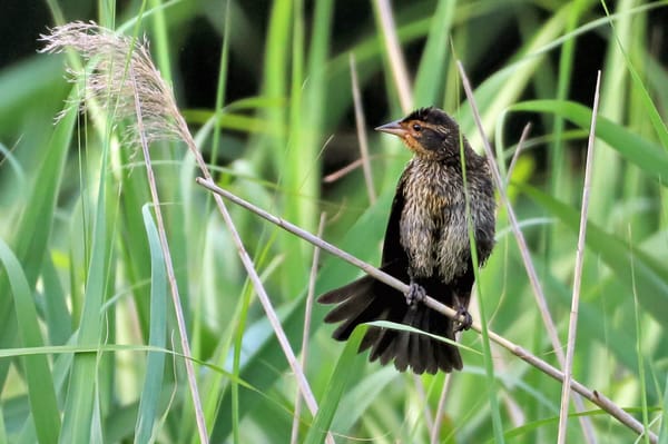 Why Woodbridge’s Landscape Matters in Connecticut’s Bird Crisis