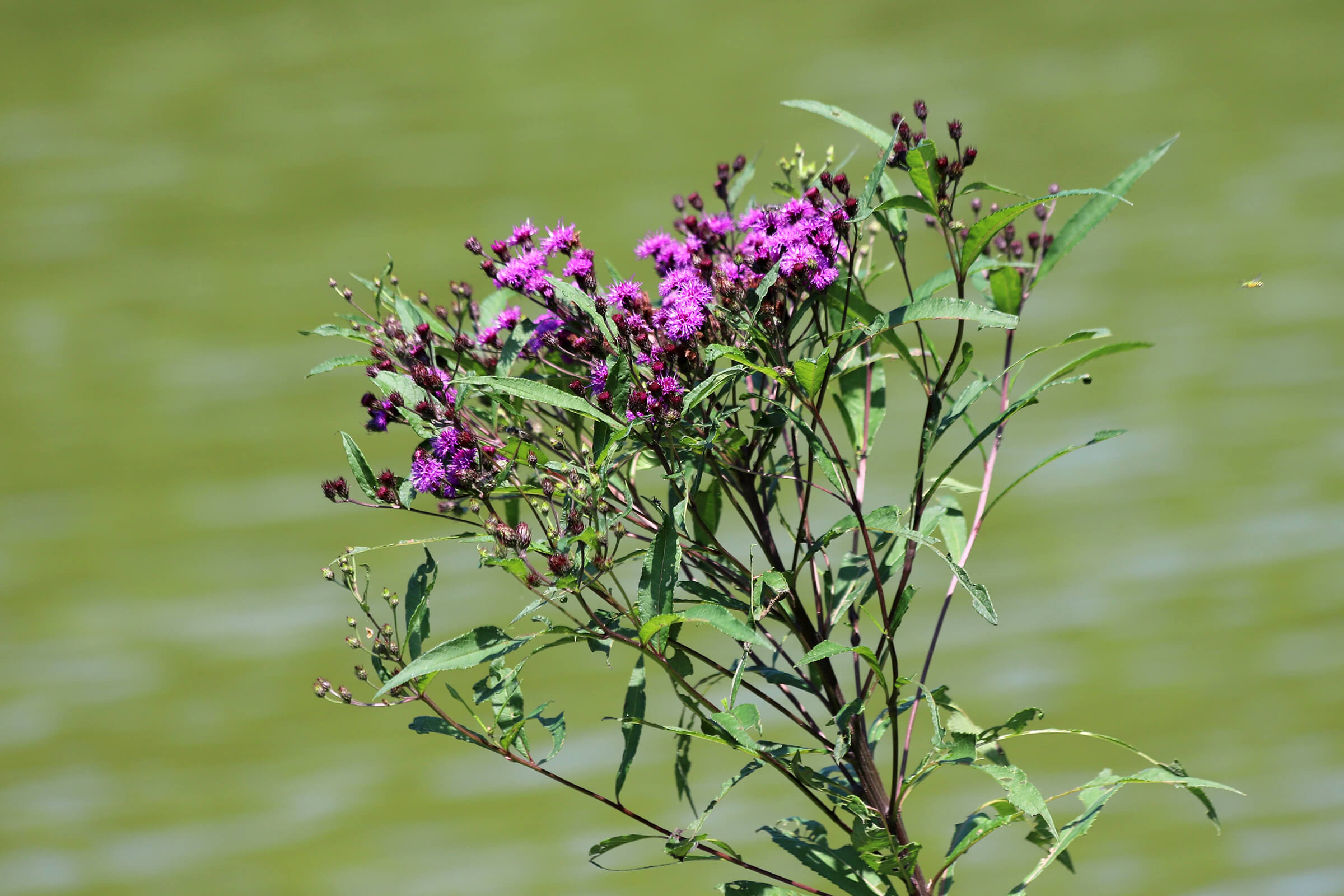 Photo Essay: Birds and More at the Former CCW Property