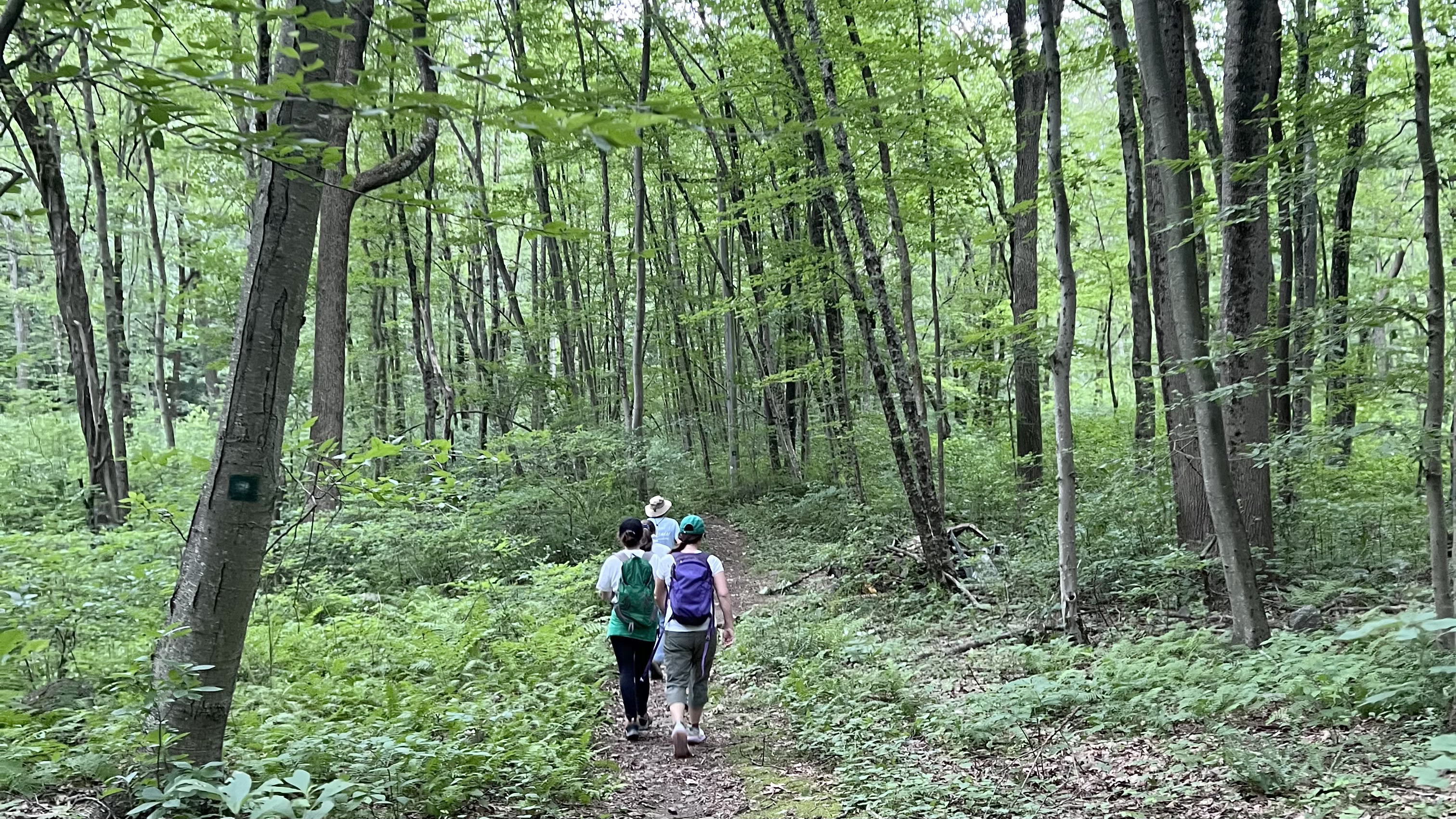 Safeguarding Woodbridge’s Future: Our Perspective on Development and Conservation